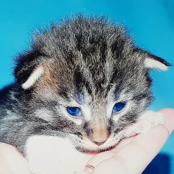 Chatterie du Tiny d’Ottawa à La Garde dans le Var (PACA) : Élevage de Chat Norvégien. Découvrez nos chatons disponibles élevés avec amour